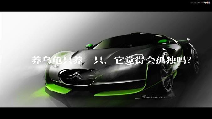 养乌龟只养一只，它觉得会孤独吗？